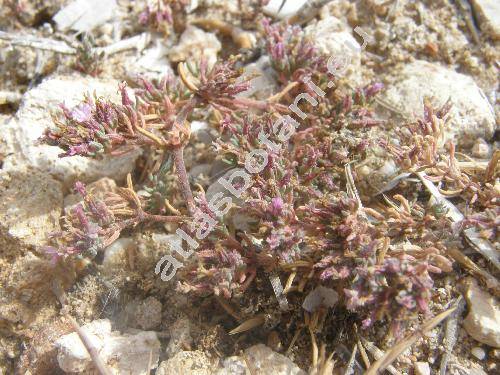 Frankenia hirsuta L.