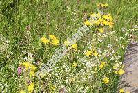 Hieracium bauhini subps. magyaricum (Hieracium bauhini subps. magyaricum (Ngeli et Peter) Zahn, Hieracium bauhini agg.,  Hieracium glaucescens Bess., Hieracium magyaricum Peter)