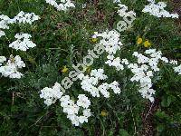 Achillea moschata Wulf. (Achillea moschata Jacq., Ptarmica, Achillea erba-rota auct. inresolved)