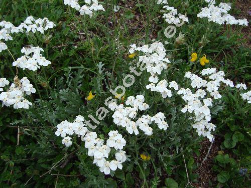 Achillea moschata Wulf. (Achillea moschata Jacq., Ptarmica, Achillea erba-rota auct. inresolved)