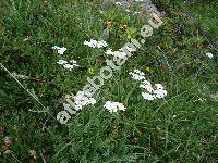 Achillea moschata Wulf. (Achillea moschata Jacq., Ptarmica, Achillea erba-rota auct. inresolved)