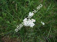 Achillea moschata Wulf. (Achillea moschata Jacq., Ptarmica, Achillea erba-rota auct. inresolved)