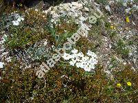 Achillea clavennae L. (Ptarmica)