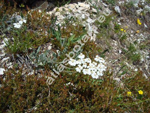 Achillea clavennae L. (Ptarmica)