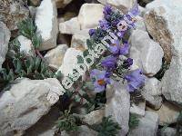 Linaria alpina (L.) Mill. (Antirrhinum, Cymbalaria)