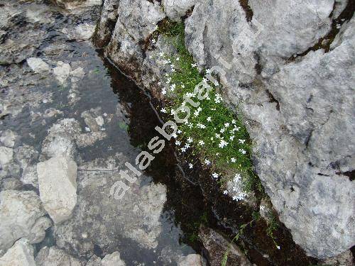 Silene pusilla Waldst. et Kit. (Ixoca pusilla Sojk)