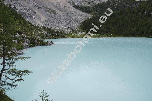 Silene pusilla Waldst. et Kit. (Ixoca pusilla Soj�k)