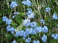 Myosotis alpestris Schmidt (Myosotis sylvatica subsp. alpestris (Schmidt) Gams)