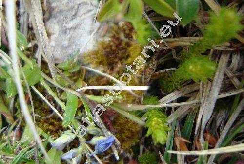 Huperzia selago (L.) Mart. (Lycopodium selago L.)