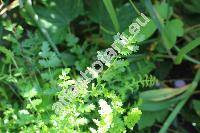 Filipendula vulgaris Moench (Filipendula hexapetala Maxim., Spiraea filipendula L., Ulmaria filipendula (L.) Hill, Filipendula vulgaris Hill)