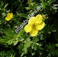 Potentilla fruticosa L. (Dasiphora fruticosa (L.) Rydb., Pentaphylloides fruticosa, Potentilla abruscula D. Don)