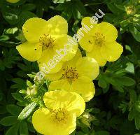 Potentilla fruticosa L. (Dasiphora fruticosa (L.) Rydb., Pentaphylloides fruticosa, Potentilla abruscula D. Don)