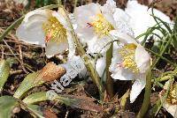 Helleborus niger L.