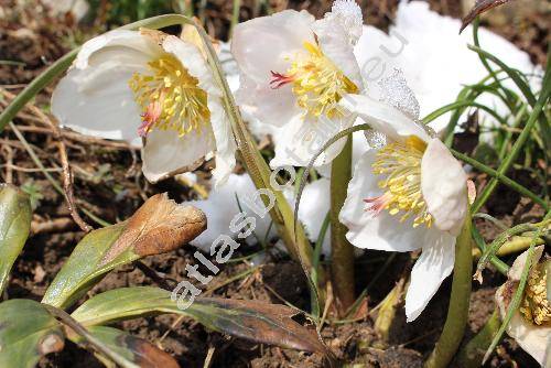 Helleborus niger L.