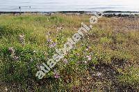 Malva sylvestris L. (Althea sylvestris, Malva silvestris L.)