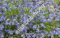 Moltkia petraea (Tratt.) Griseb. (Echium petraeum Tratt., Lithospermum petraeum DC.)