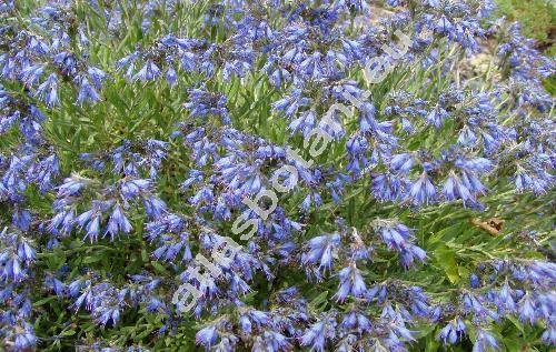 Moltkia petraea (Tratt.) Griseb. (Echium petraeum Tratt., Lithospermum petraeum DC.)