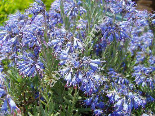 Moltkia petraea (Tratt.) Griseb. (Echium petraeum Tratt., Lithospermum petraeum DC.)