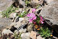 Lewisia cotyledon (Wats.) Rob.