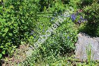 Lithospermum purpurocaeruleum L. (Aegonychon purpurocaeruleum, Buglossoides purpurocaeruleum, Margarospermum purpurocaeruleum, Glandora)
