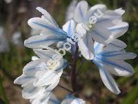 Puschkinia scilloides Adams (Puschkinia libanotica (Zucc.) Boiss., Scilla)