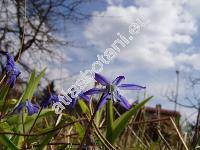 Scilla siberica Haw. (Scilla sibirica, Scilla azurea Goldb., Othocallis siberica (Haw.) Speta)