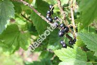 Ribes nigrum L.