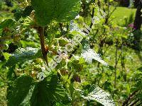 Ribes nigrum L.