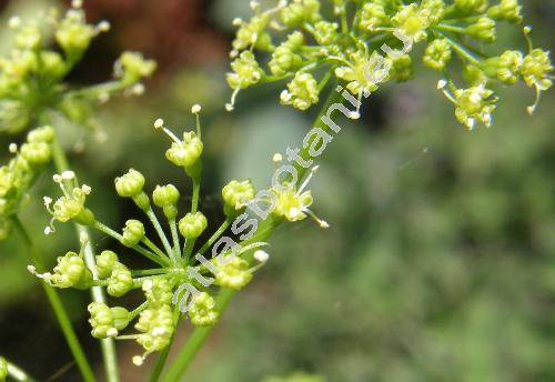 Petroselinum crispum (Mill.) Hill (Petroselinum crispum convar. radicosum (Alef.) Dan.)