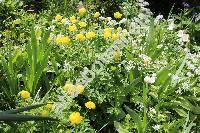 Trollius altissimus Crantz (Trollius europaeus auct.)