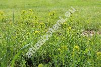 Euphorbia cyparissias L. (Tithymalus cyparissias (L.) Hill)