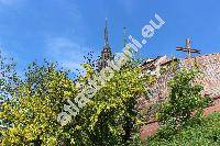 Laburnum anagyroides Med. (Cytisus laburnum L., Cytisus pendulus Salibs., Laburnum vulgare, Genista laburnum (L.) Scheele)