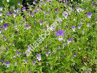 Viola tricolor L. (Viola saxatilis, Viola tricolor agg.)