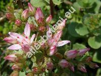 Sedum spurium Bieb. (Spathulata spuria (Bieb.) . Lve et D. Lve, Asterosedum spurium (Bieb.) Grul., Crassula crenata Desf.)