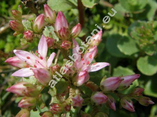 Sedum spurium Bieb. (Spathulata spuria (Bieb.) . Lve et D. Lve, Asterosedum spurium (Bieb.) Grul., Crassula crenata Desf.)