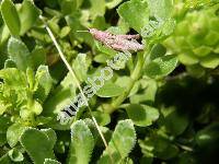 Sedum spurium Bieb. (Spathulata spuria (Bieb.) . Lve et D. Lve, Asterosedum spurium (Bieb.) Grul., Crassula crenata Desf.)