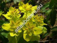 Euphorbia epithymoides L. (Euphorbia polychroma Kern., Tithymalus epithymoides (L.) Klotzsch et Garcke)