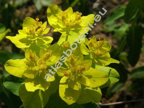 Euphorbia epithymoides L. (Euphorbia polychroma Kern., Tithymalus epithymoides (L.) Klotzsch et Garcke)