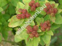 Euphorbia epithymoides L. (Euphorbia polychroma Kern., Tithymalus epithymoides (L.) Klotzsch et Garcke)