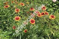 Gaillardia x grandiflora (Gaillardia aristata Pursh)