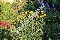 Achillea filipendulina Lam. (Achillea eupatorium Bieb., Tanacetum angulatum Willd.)