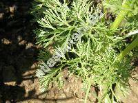 Adonis aestivalis L.
