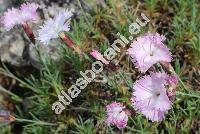 Dianthus gratianopolitanus Vill. (Dianthus gratianopolitanus subsp. moravicus (Kov.) Holub, Dianthus caesius Sm.)