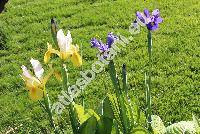 Iris x hollandica Tub. (Iris 'Dutch Iris' Hoog, Xiphium hollandicum hort., Iris xiphium L.)