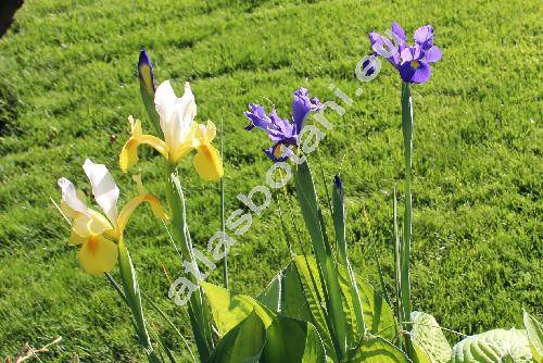 Iris x hollandica Tub. (Iris 'Dutch Iris' Hoog, Xiphium hollandicum hort., Iris xiphium L.)