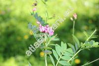 Lathyrus niger (L.) Bernth. (Orobus niger L.)