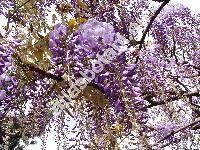 Wisteria sinensis (Sims) Sweet (Glycine sinensis Sims)