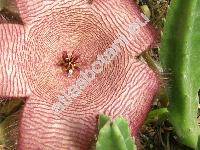 Stapelia grandiflora Mass.