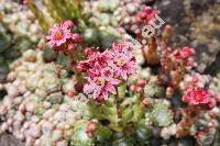 Sempervivum arachnoideum (Sempervivum arachnoideum L.)