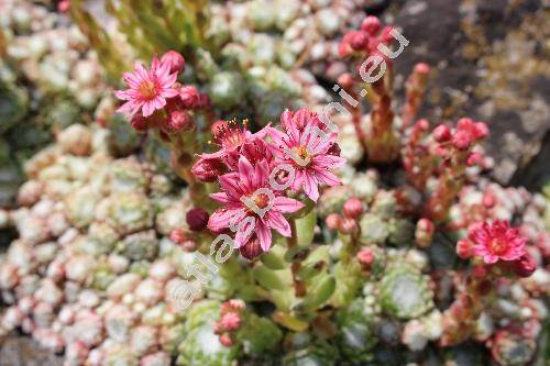 Sempervivum arachnoideum (Sempervivum arachnoideum L.)